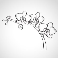 Sketch orchid branch N4