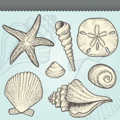 Seashells Craft Vintage Vector Elements Set