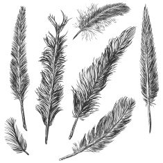 Vector Set of Sketch Plumage N29
