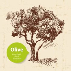 Vintage olive background N10