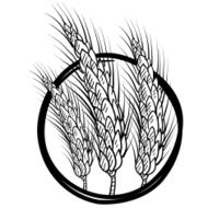 Sheaf of wheat vector illustration