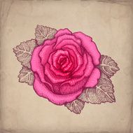 Vector drawing of pink rose N2