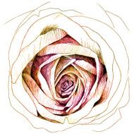 Rose sketchbook N5