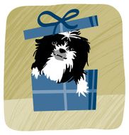 Shih Tzu For You!