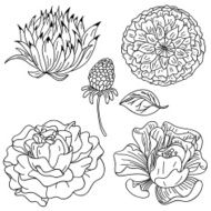 Flowers collection in black and white N7