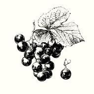 Vine of Grapes