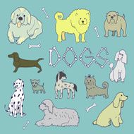 DOGS N7