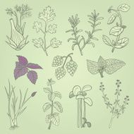 Herbs culinary set