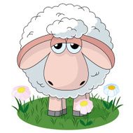 Sheep N32