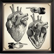 Human Heart N15