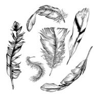Feather set N13