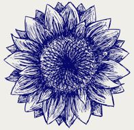 Sunflower sketch