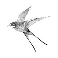 Zentangle stylized swallow Hand Drawn vector illustration Sket