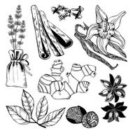 Vector set of hand drawn spicies and herbs N3
