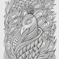 Decorative hand drawn peacock N2