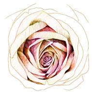 Rose sketchbook N6