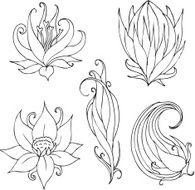 Hand drawn lotus designs