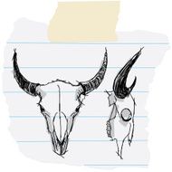 bison skull sketches