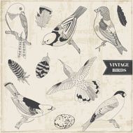 Vector Set Calligraphic Hand drawn Birds