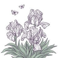 Flowers and butterflies line art