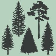 vector set of coniferous trees silhouettes