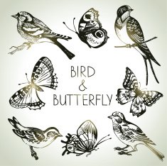 Bird and butterfly set hand drawn illustrations