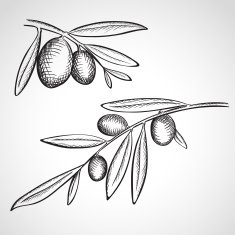 Sketch olive tree branches