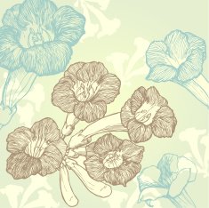 Campsis flowers