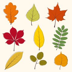 autumn leaves N21