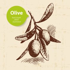 Vintage olive background N17
