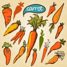 Set sketch carrots isolated N6