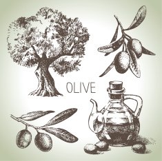 Hand drawn olive set
