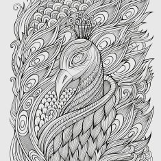 Decorative hand drawn peacock N2