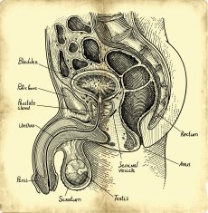Prostate gland