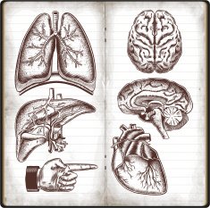 Human Organs N2
