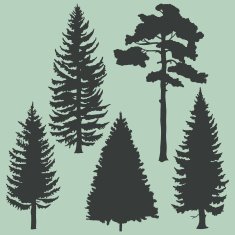 vector set of coniferous trees silhouettes