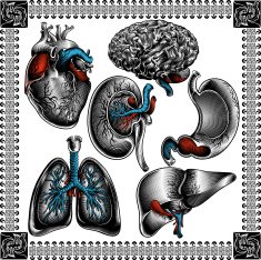 Human Organs N3