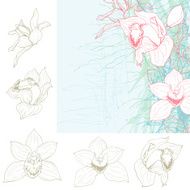 Orchid flowers