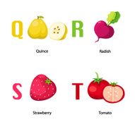 Alphabet Q-T letter quince radis h strawberry tomato vector N2