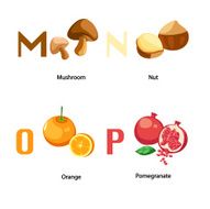 Alphabet M-P letter mushroom nut orange pomegranate vector N2