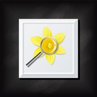 Daffodil Flower and Magnifying Glass On A Square Blackboard Icon