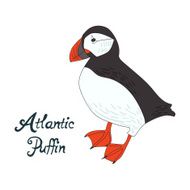 Bird atlantic puffin vector illustration N2