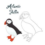 Educational game coloring book puffin bird N2