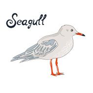 Bird seagull vector illustration N2