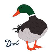 Bird duck vector illustration N2