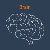 Brain Vector N2