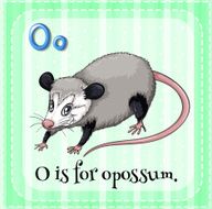 Flashcard letter O opossum