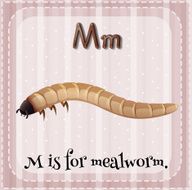 Flashcard letter M mealworm