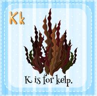 Flashcard letter K kelp