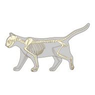 Cat skeleton veterinary vector illustration